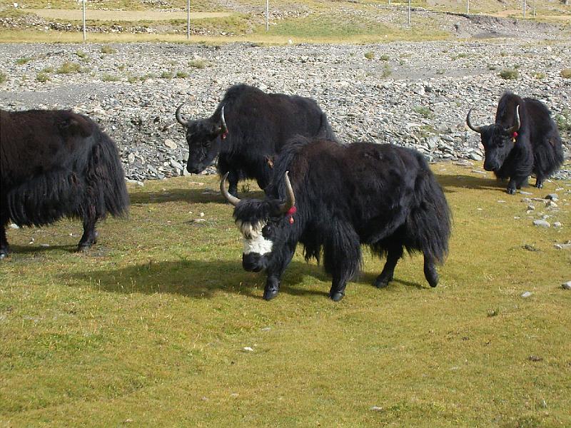 RIMG0778.JPG - Unicode