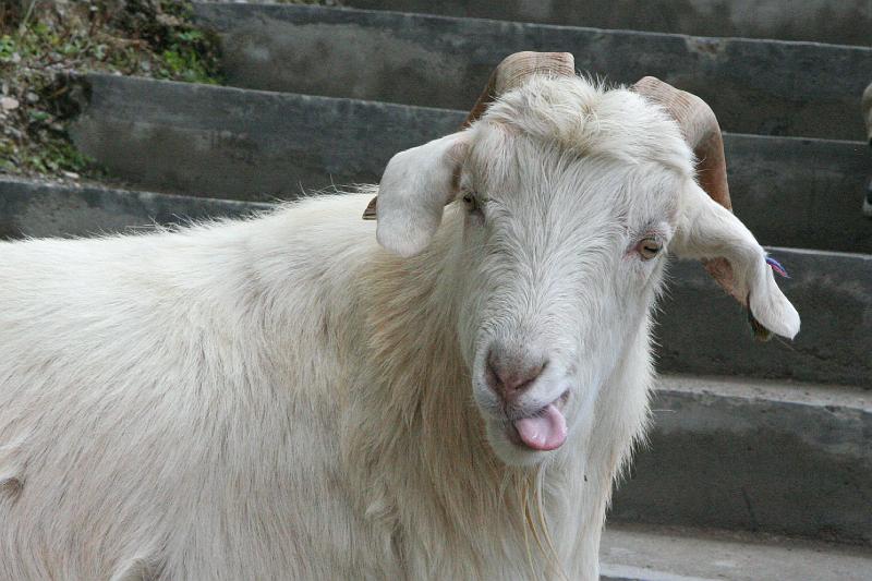 EPV0170-edited-1.jpg - GOOFY GOAT - DRAK YERPA BUDDHIST CAVES