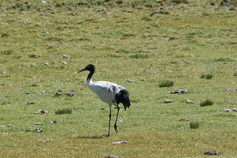 EPV0221-edited-1.jpg - BLACK NECKED CRANE - NEAR LAKE YAMDRUK