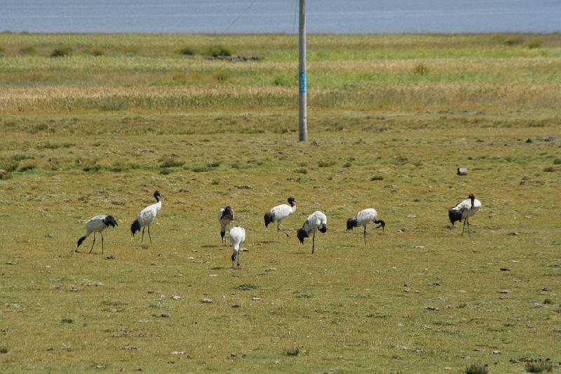 EPV0223.JPG - BLACK NECKED CRANES - NEAR LAKE YAMDRUK