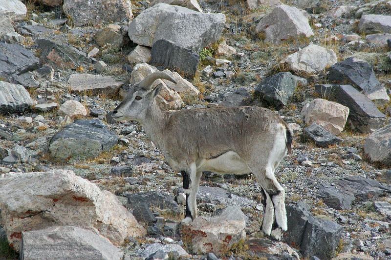 EPV0303-edited-1.jpg - BLUE SHEEP RAM - RONGBUK