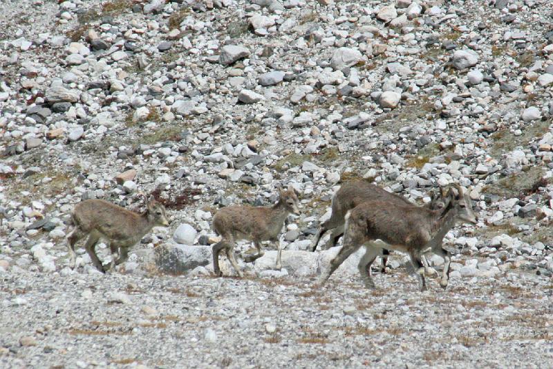 EPV0308-edited-1.jpg - BLUE SHEEP FEMALES & YOUNG - RONGBUK