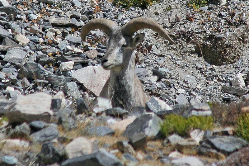 EPV0311-edited-1.jpg - NICE HORNS!! - BLUE SHEEP RAM - RONGBUK
