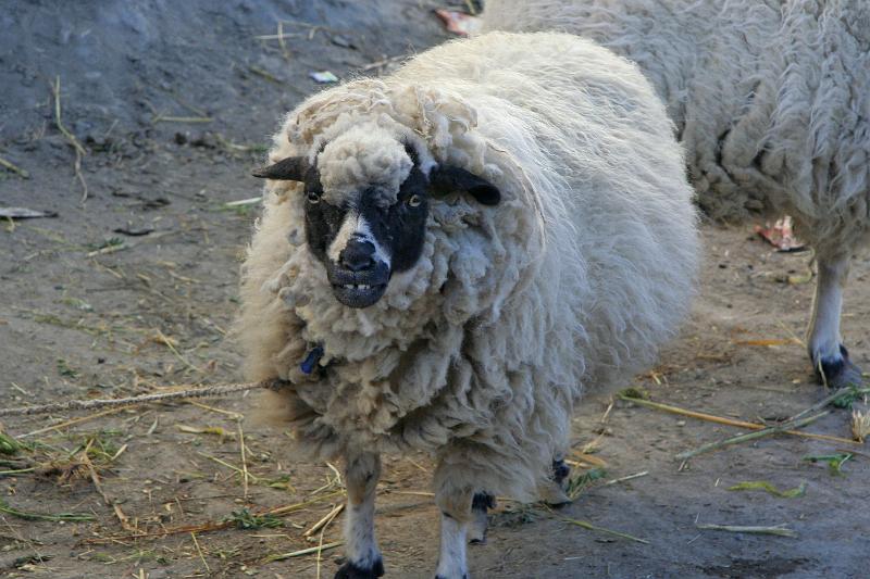 EPV0331-edited-1.jpg - SILLY SHEEP NEAR PALKHOR TEMPLE COMPLEX - GYANTSE