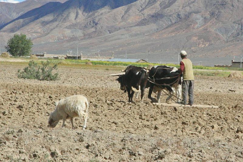 EPV0431-edited-1.jpg - PLOWING IS A COOPERATIVE EFFORT - NEAR SHIGATSE