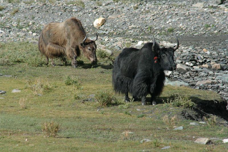 EPV0498.JPG - TWO SHADES OF YAK