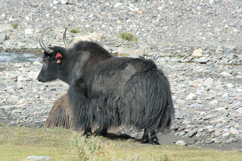 EPV0501.JPG - THE EAR TAG ADDS A NICE TOUCH