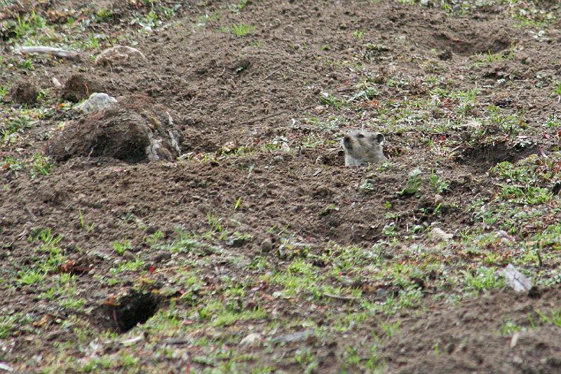 EPV0544-edited-1.jpg - A PICA AND SEVERAL OF ITS HOLES