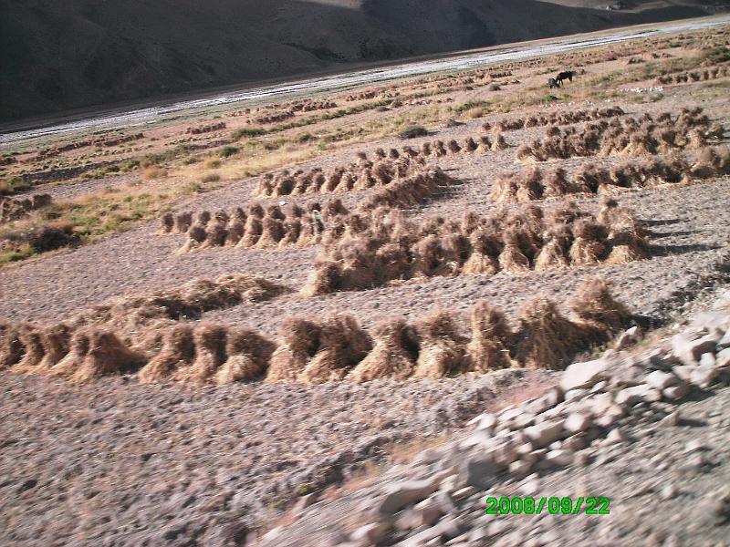 PICT0035.JPG - No combines here