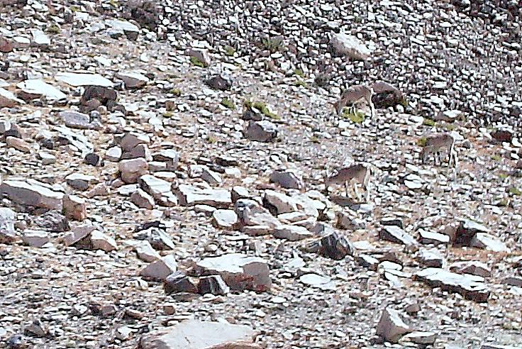 PICT0041.JPG - Bahrals---- rare blue sheep at 17,100 ft