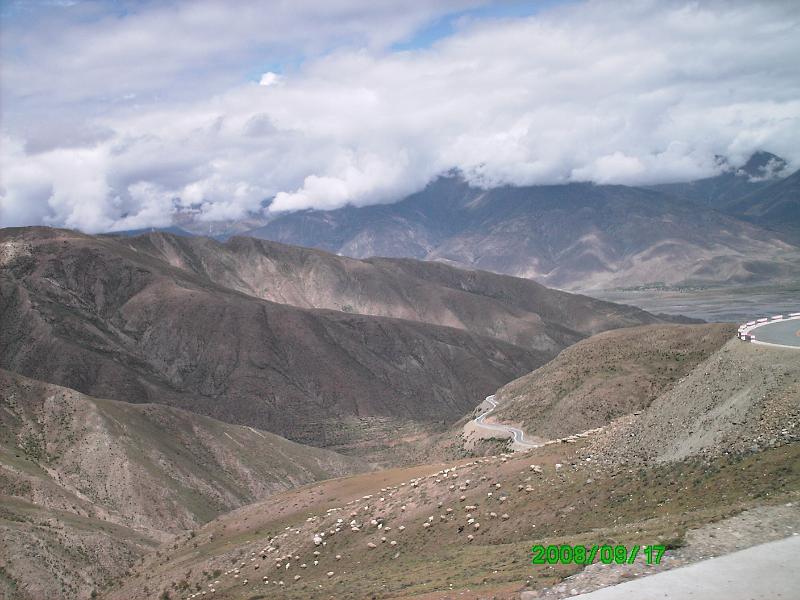 PICT0073.JPG - high grazing sheep