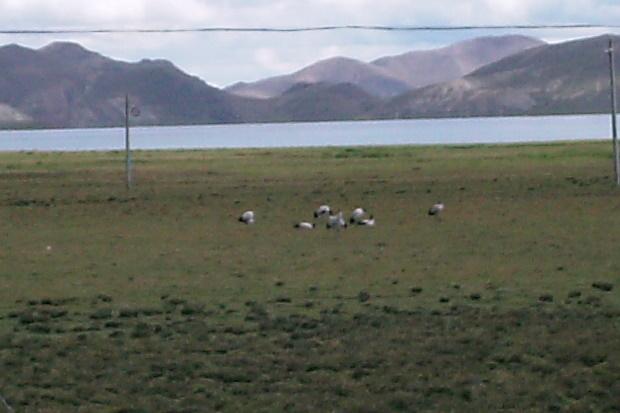 PICT0089.JPG - black neck cranes,  very rare species
