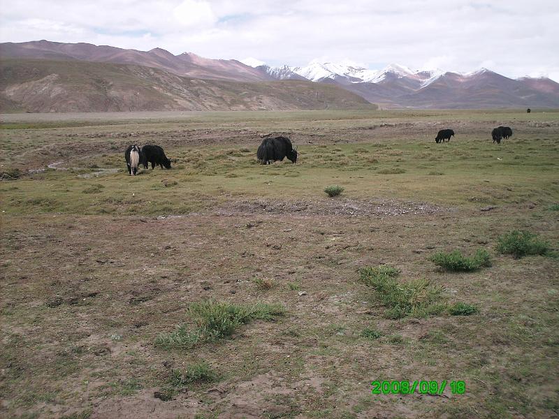 PICT0100.JPG - Yaks
